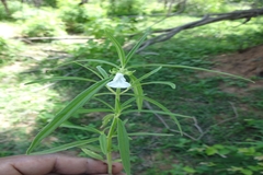 Leucas lavandulifolia